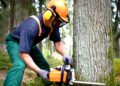 How Long Does It Take to Cut Down a Large Tree?