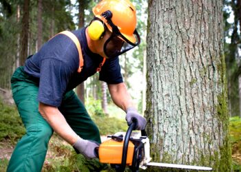How Long Does It Take to Cut Down a Large Tree?
