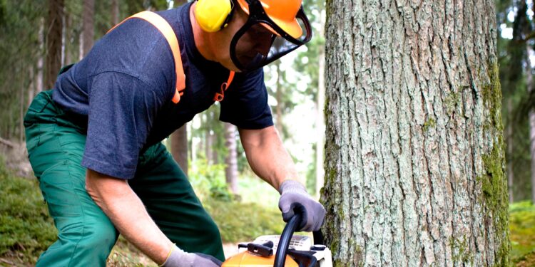 How Long Does It Take to Cut Down a Large Tree?