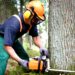 How Long Does It Take to Cut Down a Large Tree?