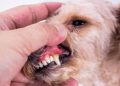 How Can You Tell if Your Dog Is Having Teeth Problems