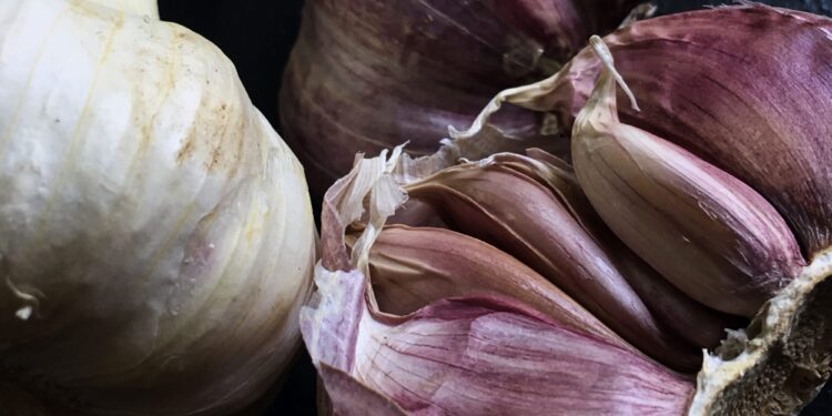 What Is the Difference Between Regular Garlic and Purple Garlic?