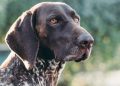 3 Activities to Tire Out Your German Shorthair Pointer