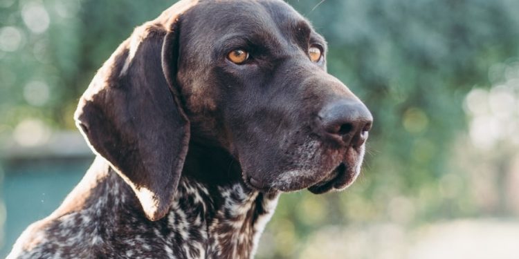 3 Activities to Tire Out Your German Shorthair Pointer