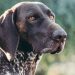 3 Activities to Tire Out Your German Shorthair Pointer