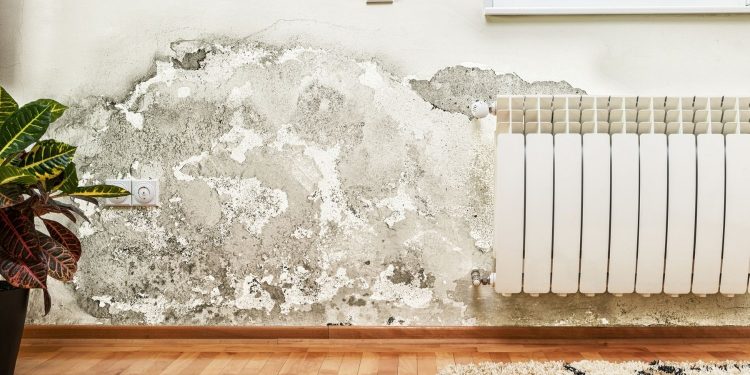 5 Tips for Creating a Mold-Resistant Home