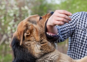 5 Legal Steps to Take If Your Dog Bites a Person