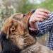 5 Legal Steps to Take If Your Dog Bites a Person