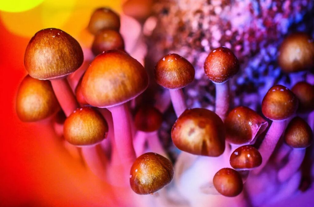 Magic Mushrooms and Their Effects