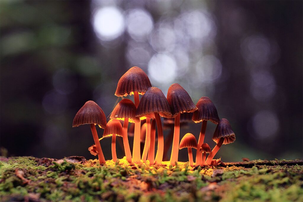 Varieties of Magic Mushrooms