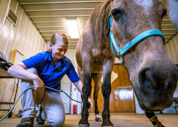 Proactive Measures Against Thrush: Preventing Infection in Horses