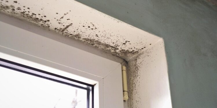 Top 3 DIY Methods to Detect Mold at Home