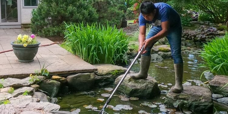 How Often Should You Clean Your Backyard Pond? X Things to know