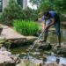 How Often Should You Clean Your Backyard Pond? X Things to know